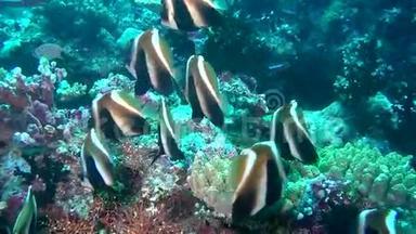 马尔代夫海底清澈海底背景的天使蝴蝶鱼。